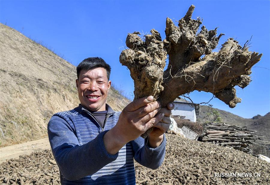 ыращивание лекарственных растений как эффективный рецепт от бедности