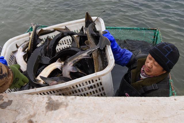 В уезде Яньшар Синьцзяна развивается особый водный промысел