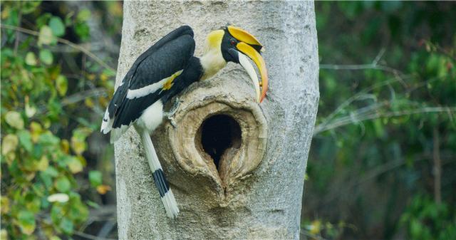 Китайские фотографы запечатлели двурогого калао, закупоривающего вход в гнездо