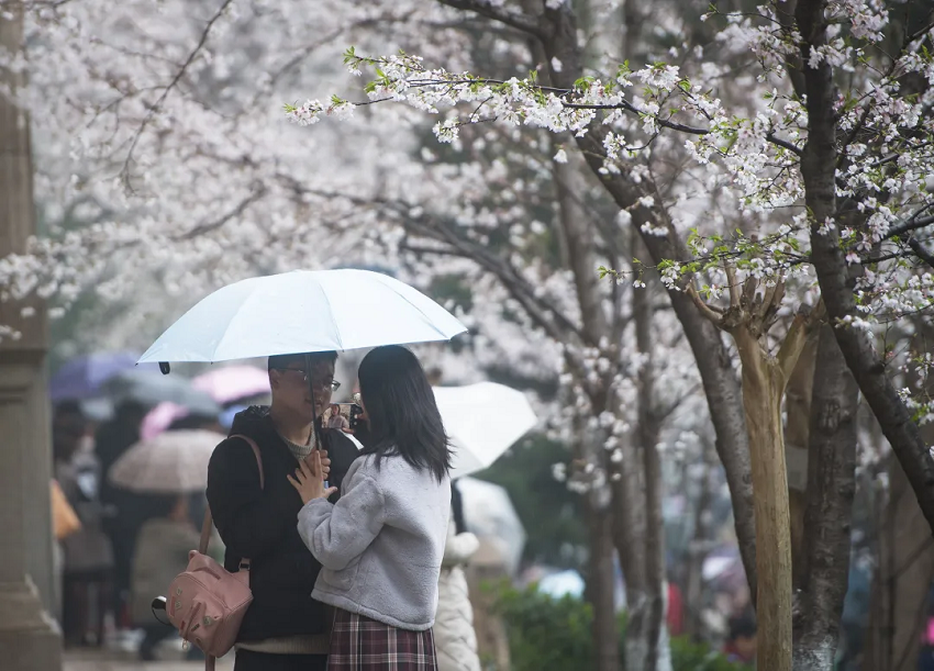 Медики и туристы наслаждаются цветением сакуры в Ухани