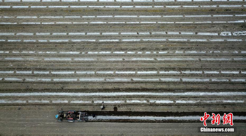 В Баянгол-Монгольском АО в Синьцзяна начали посев хлопка