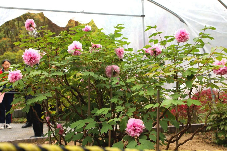 В Шанхае зацвел пион возрастом почти 500 лет