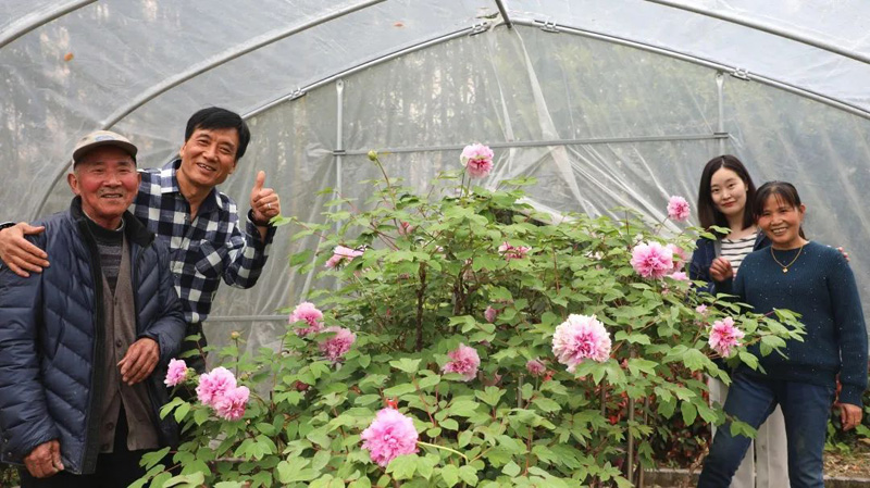 В Шанхае зацвел пион возрастом почти 500 лет