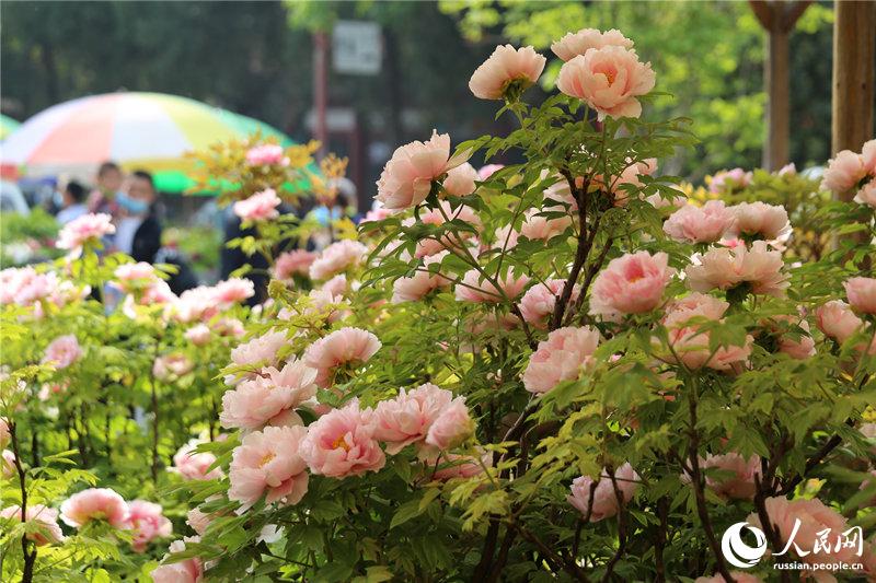 В городе Лоян открылся фестиваль пионов