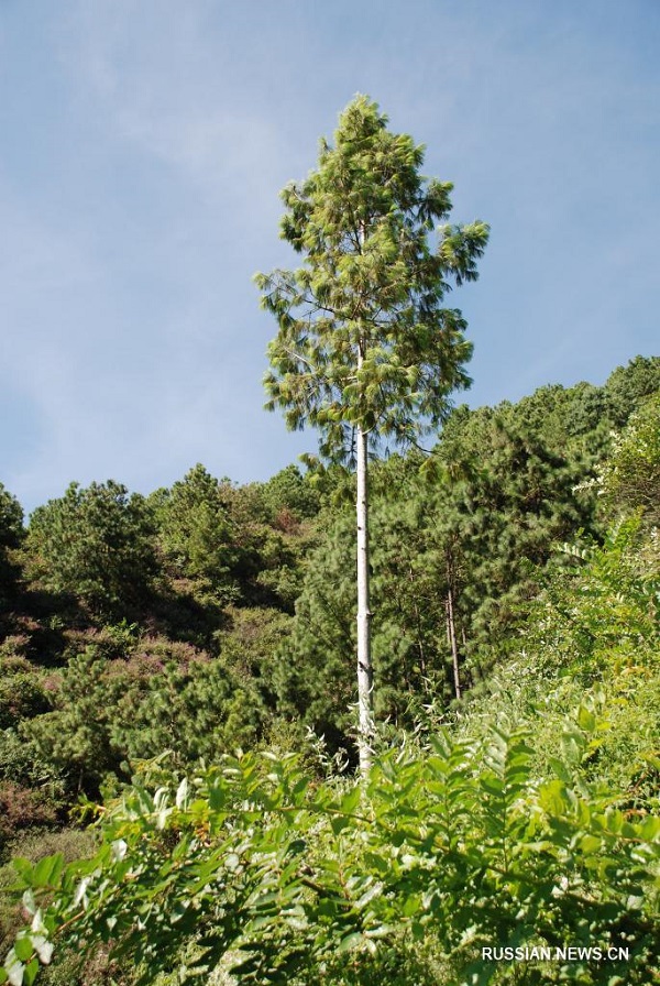 В заповеднике Яошань прижились более 3000 исчезающих чешуйчатых сосен