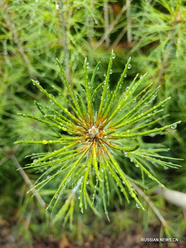 В заповеднике Яошань прижились более 3000 исчезающих чешуйчатых сосен