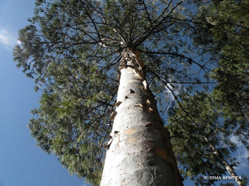 В заповеднике Яошань прижились более 3000 исчезающих чешуйчатых сосен