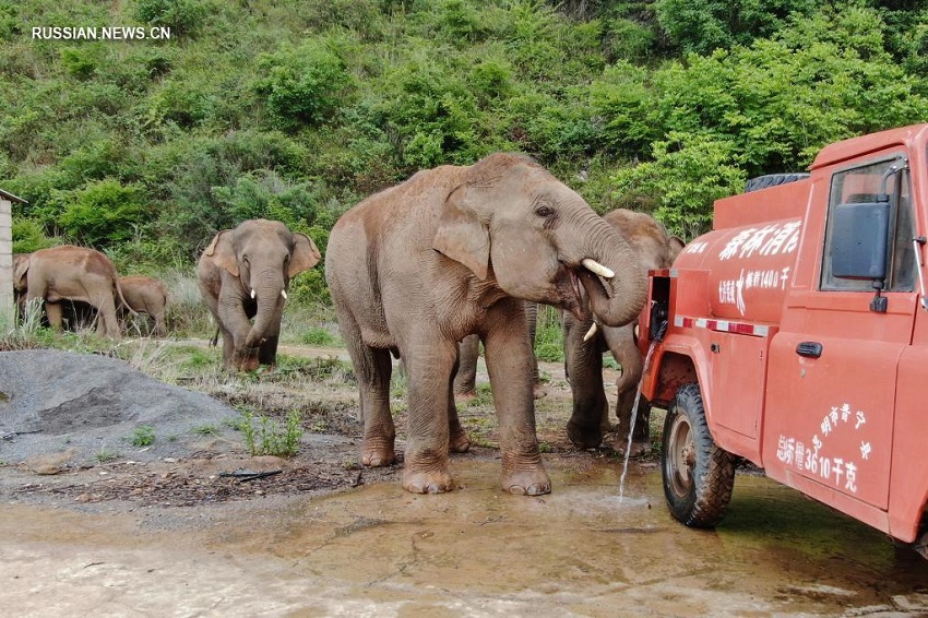 Стадо слонов по-прежнему находится в окрестностях города Куньмин