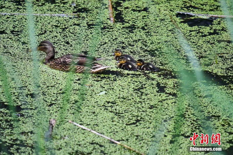 Национальный  парк водно-болотных угодий Цзинвэй — ?птичий рай? провинции Шаньси