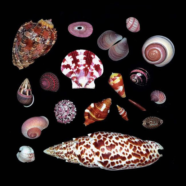 Безумно красивые раковины в объективе китайского коллекционера