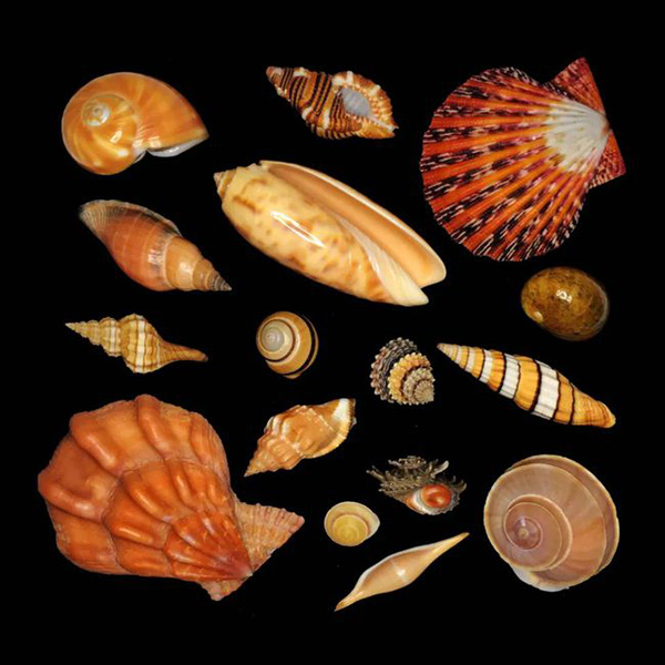 Безумно красивые раковины в объективе китайского коллекционера