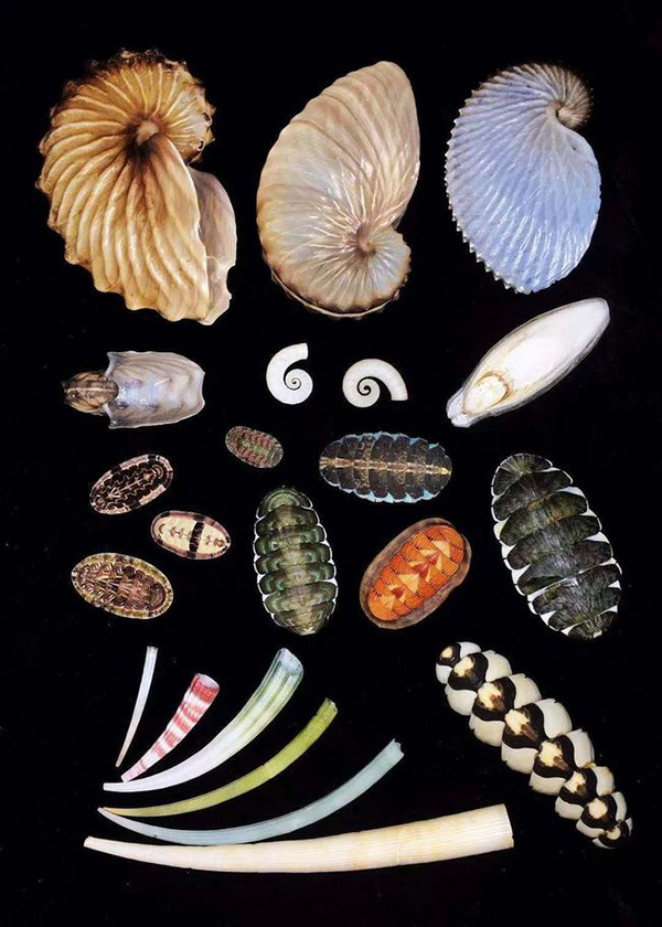 Безумно красивые раковины в объективе китайского коллекционера