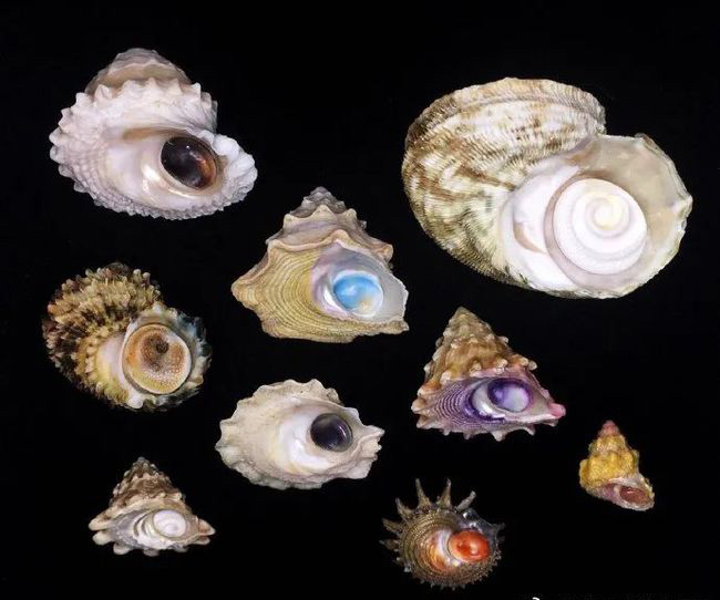 Безумно красивые раковины в объективе китайского коллекционера