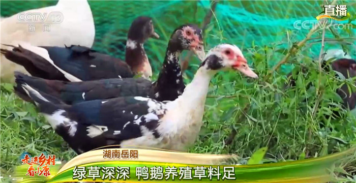 В провинции Хунань развивается новая модель цикличного сельского хозяйства  