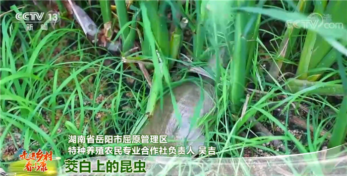 В провинции Хунань развивается новая модель цикличного сельского хозяйства  