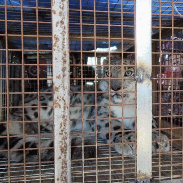 Дикий снежный барс был обнаружен на пастбищах Внутренней Монголии