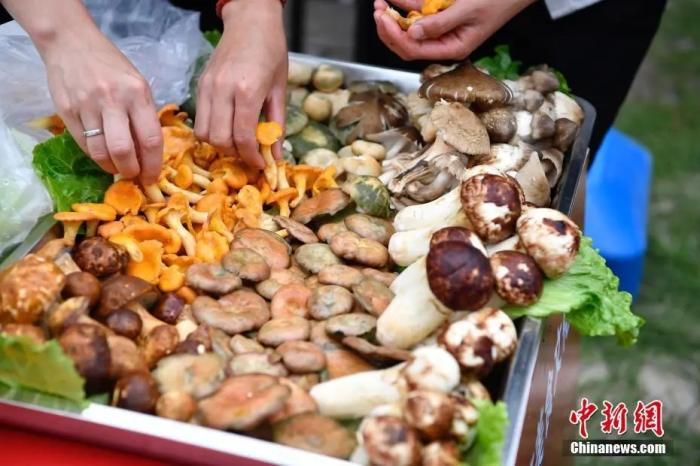 Юньнань — царство дикорастущих грибов