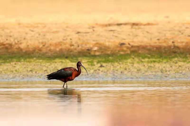 В Национальном заповеднике водно-болотных угодий реки Хэйхэ впервые замечена каравайка