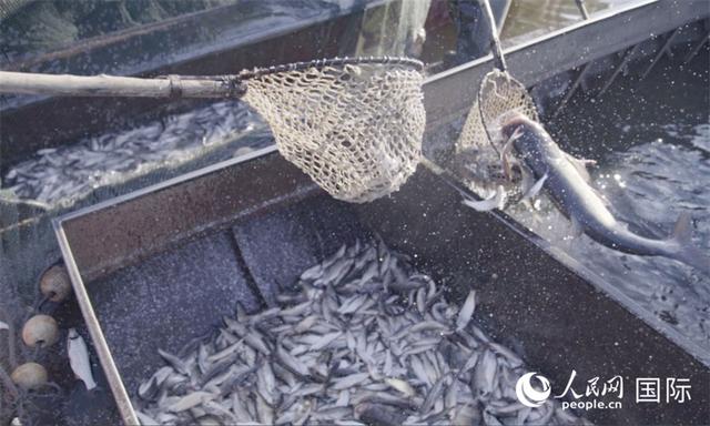 Озеро Цзинбо поздней осенью