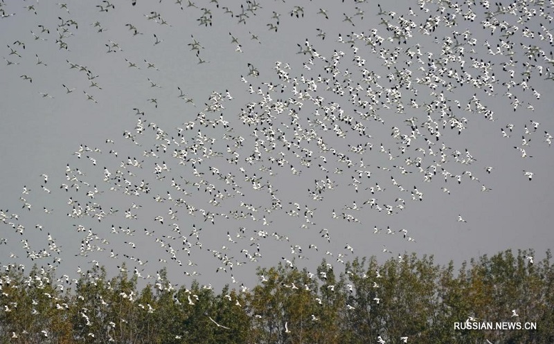 Перелетные птицы в парке Цаофэйдянь