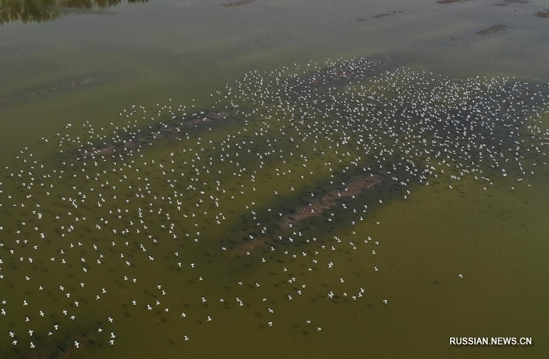 Перелетные птицы в парке Цаофэйдянь