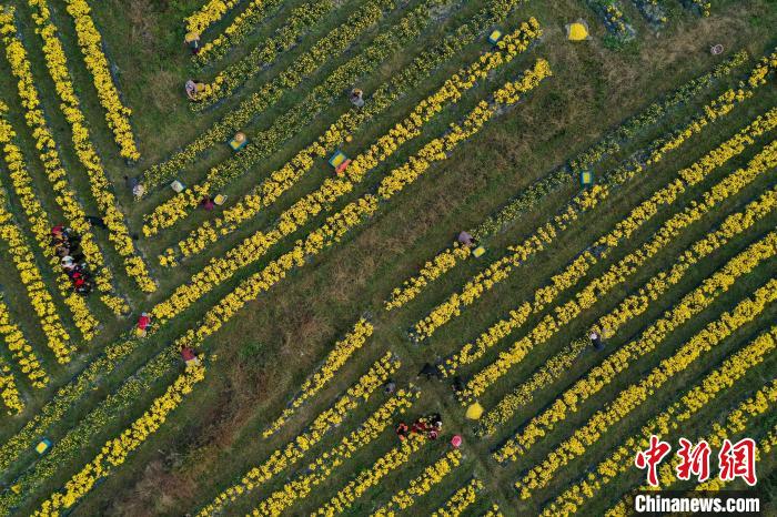 В уезде Гуйдин провинции Гуйчжоу собирают урожай хризантем