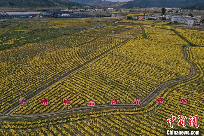 В уезде Гуйдин провинции Гуйчжоу собирают урожай хризантем