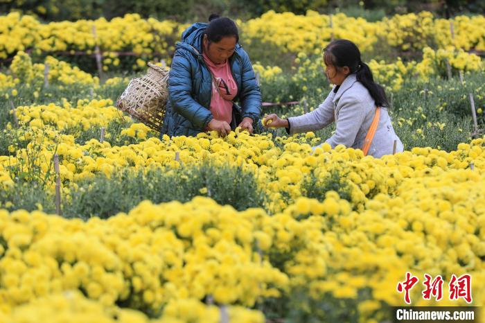 В уезде Гуйдин провинции Гуйчжоу собирают урожай хризантем