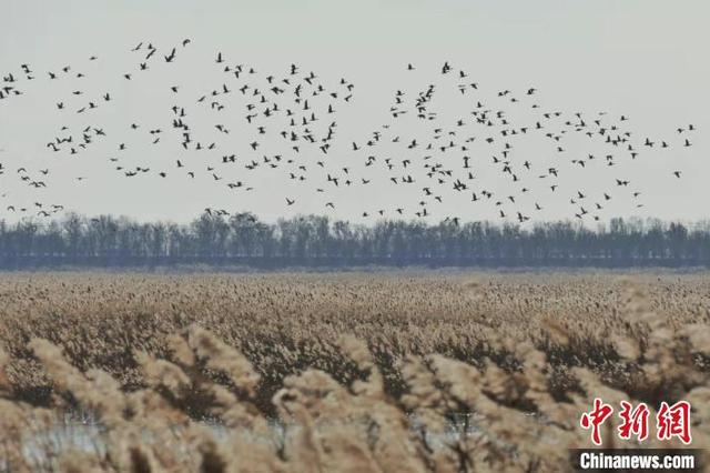 Около 400 тыс. перелетных птиц прилетели в заповедник водно-болотных угодий Бэйдаган на севере Китая