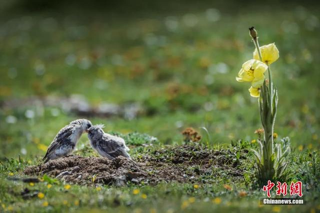 Дикие животные в национальном парке Саньцзянюань находятся под эффективной защитой