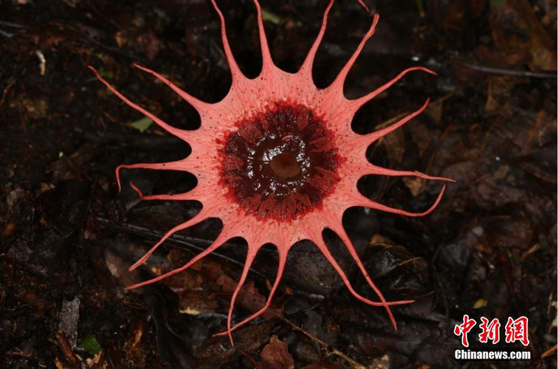 Редкие виды фауны и флоры в национальном природном заповеднике ?Уяньлинь?