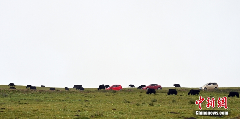 “Небесная дорога Шанлань” повысила уровень жизни пастухов в провинции Сычуань
