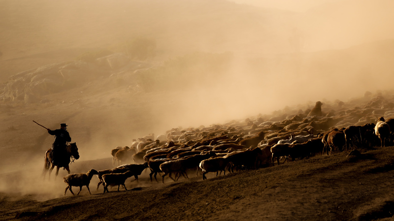 Синьцзянская полиция охраняет пастухов во время перегона скота