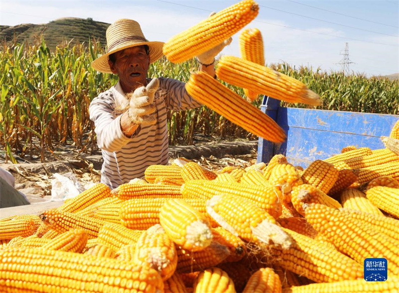 Си Цзиньпин поздравил китайских крестьян с Праздником урожая