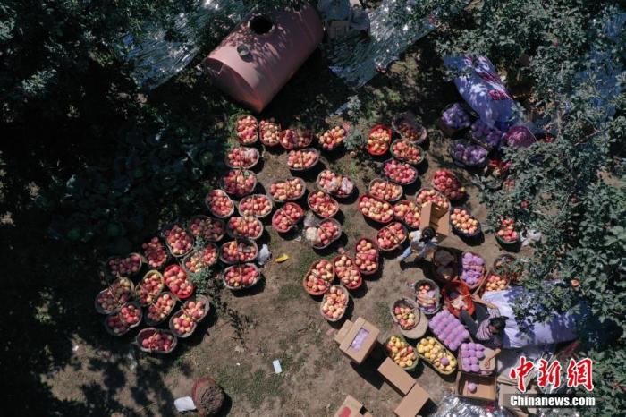 Яблоки из Аксу – ?сахарные леденцы? из подножья гор Тяньшань