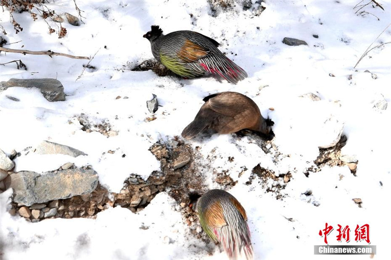 На северо-западе Китая замечены кровавые фазаны