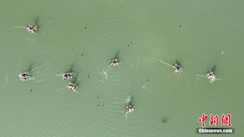 Бакланы – пернатые помощники рыбаков на реке Шаин Китая