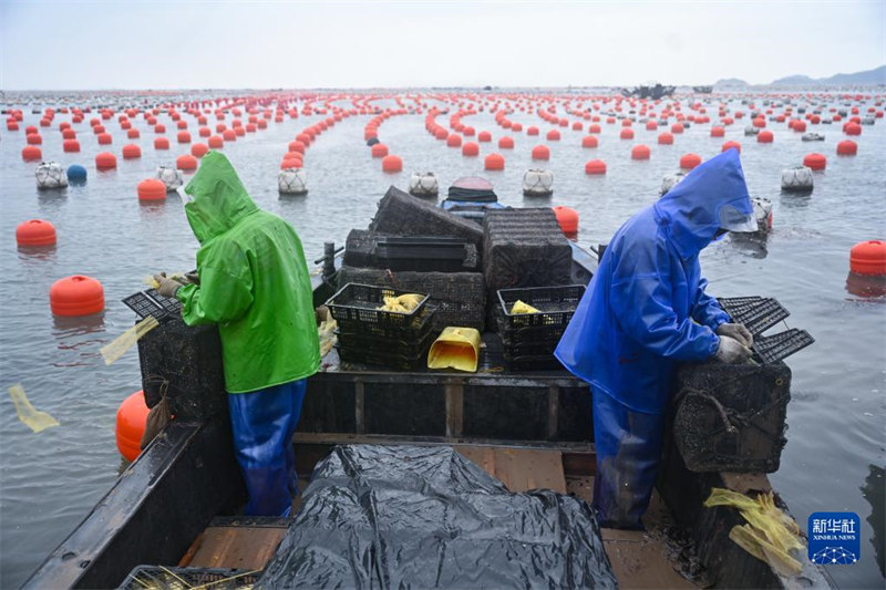 В провинции Фуцзянь наступает сезон выращивания мальков морского ушка