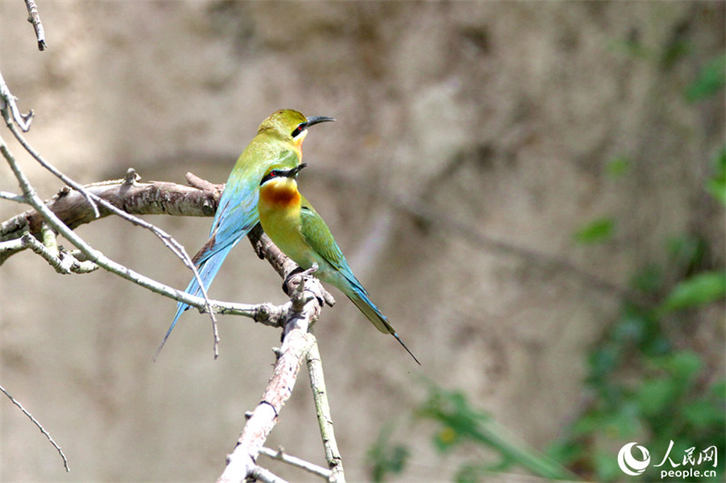 В Сямэнь прилетели синехвостые щурки