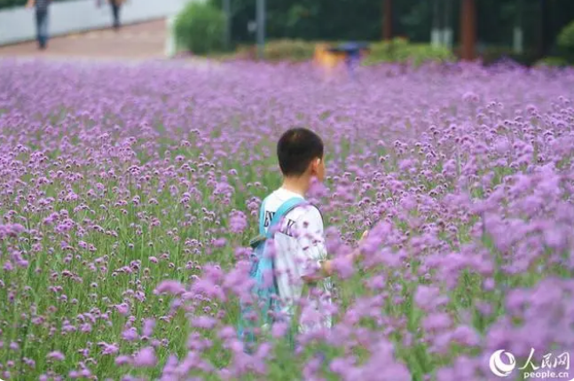 Завораживающее цветение вербены бонарской в городе Сямэнь