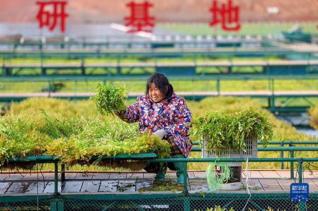 Плавучая овощная ферма на озере Цяньдаоху