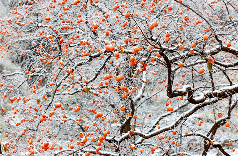 Фото: Цюй Хайцин