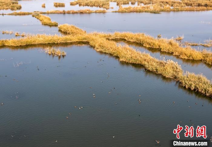Китайский город Кашгар превратил солончаки в рай для птиц