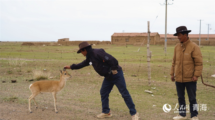 В Китае численность дзеренов Пржевальского превысила 3400 особей