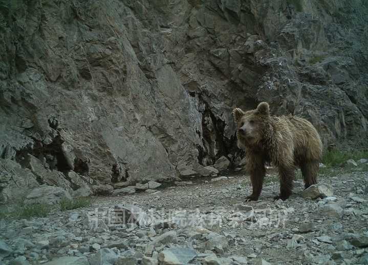 В Китае впервые обнаружен гобийский бурый медведь