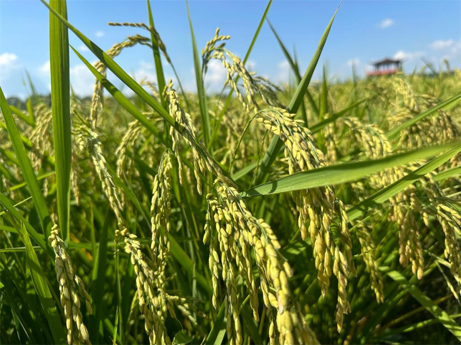 Китайцы практикуют идею??зеленого??потребления