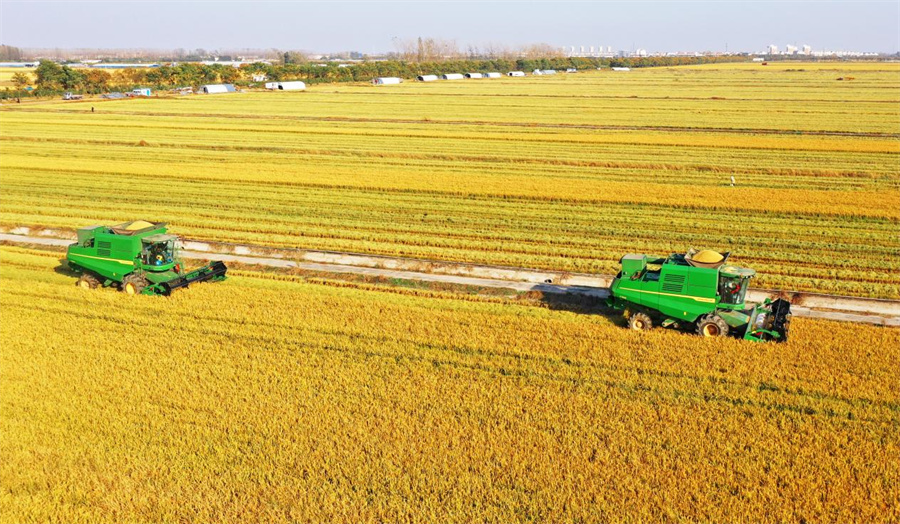В китайском уезде Хуайюань производство клейкого риса стало многомиллиардной индустрией
