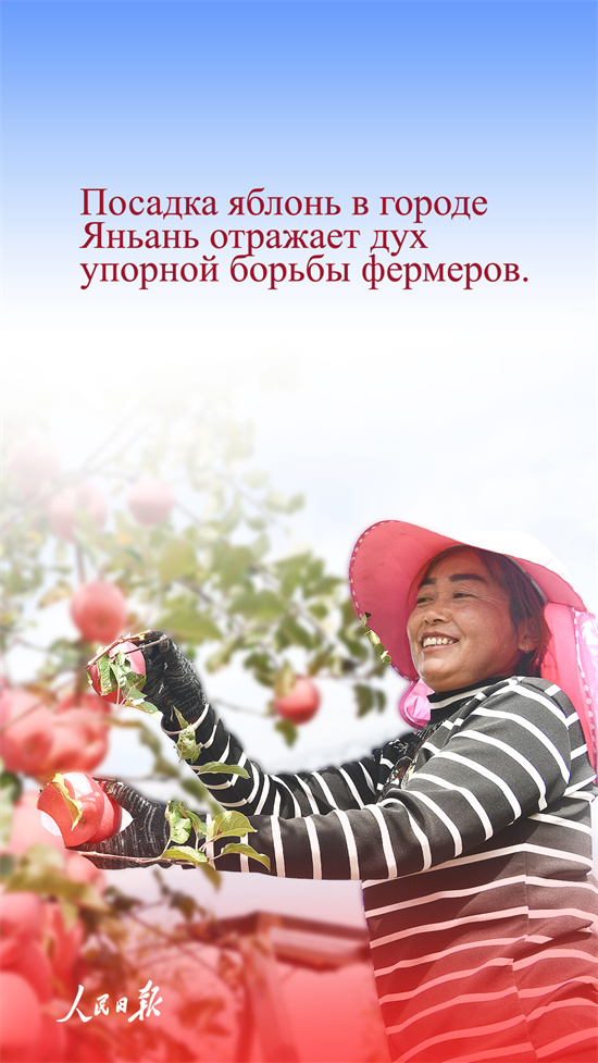 Почему китайские яблоки пользуются большой популярностью?
