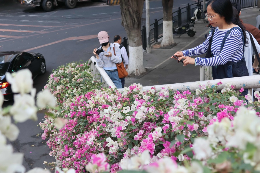 В Гуанчжоу пешеходные мосты превращаются в ?цветочные галереи?