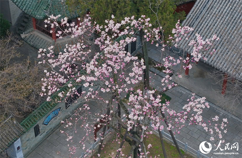 В Шэньси расцвела магнолия Шпренгера возрастом более 400 лет